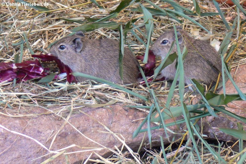 Galea musteloides boliviensis-1