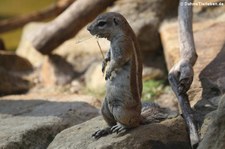 Kap-Borstenhörnchen (Geosciurus inauris) im Allwetterzoo Münster