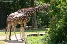 Netzgiraffen (Giraffa reticulata) im Allwetterzoo Münster