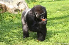 Westlicher Flachlandgorilla (Gorilla gorilla gorilla) im Zoo Wuppertal