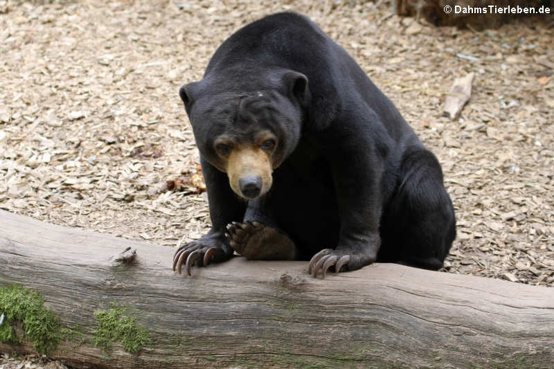 Malaienbär (Helarctos malayanus)