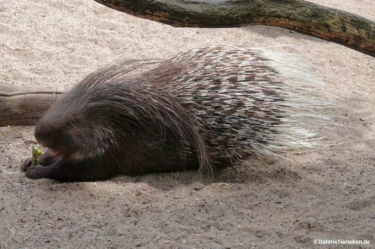Hystrix indica