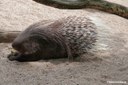 Hystrix indica