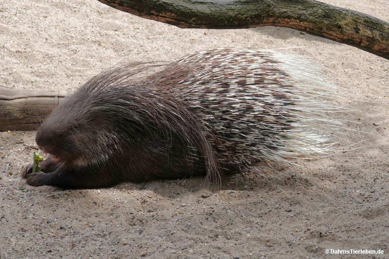 Hystrix indica