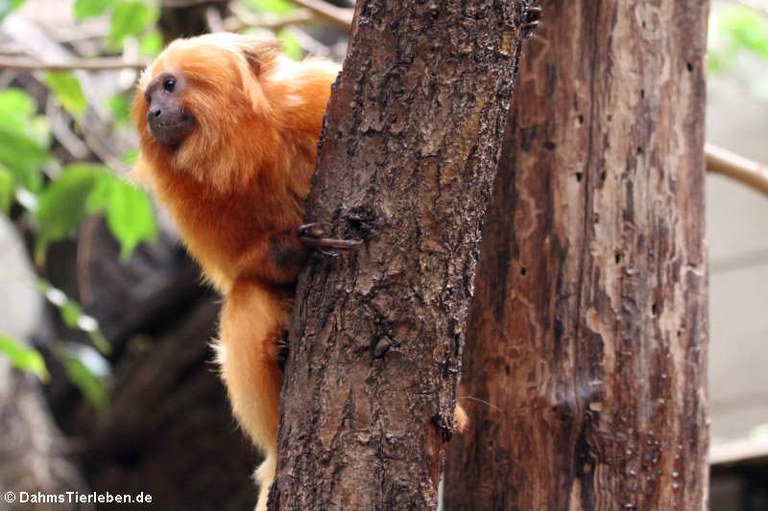 Leontopithecus rosalia