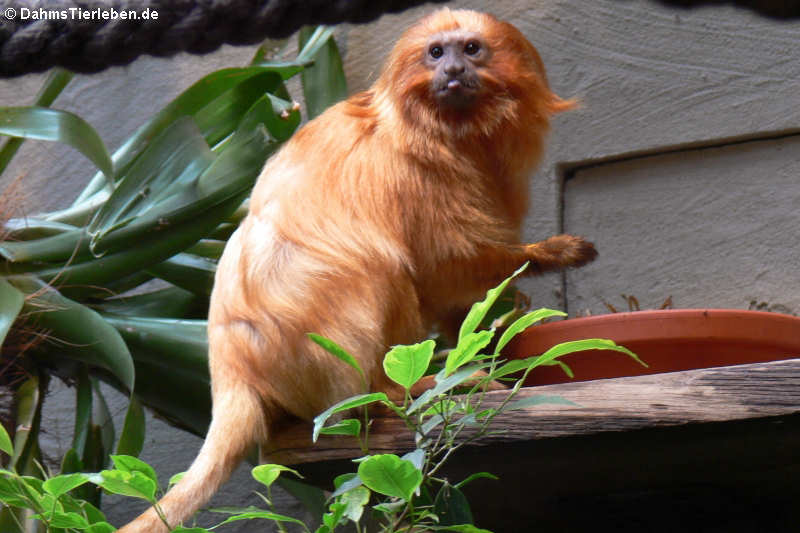 Leontopithecus rosalia-1