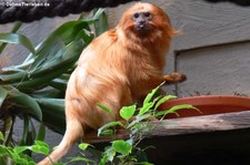 Goldenes Löwenäffchen (Leontopithecus rosalia) im Allwetterzoo Münster