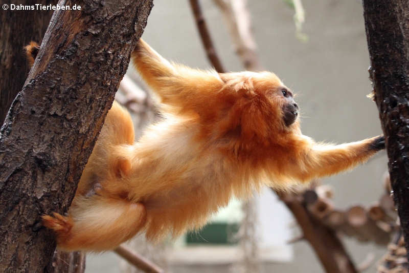 Goldenes Löwenäffchen (Leontopithecus rosalia)