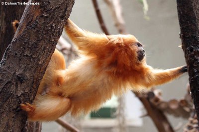 Goldenes Löwenäffchen (Leontopithecus rosalia)