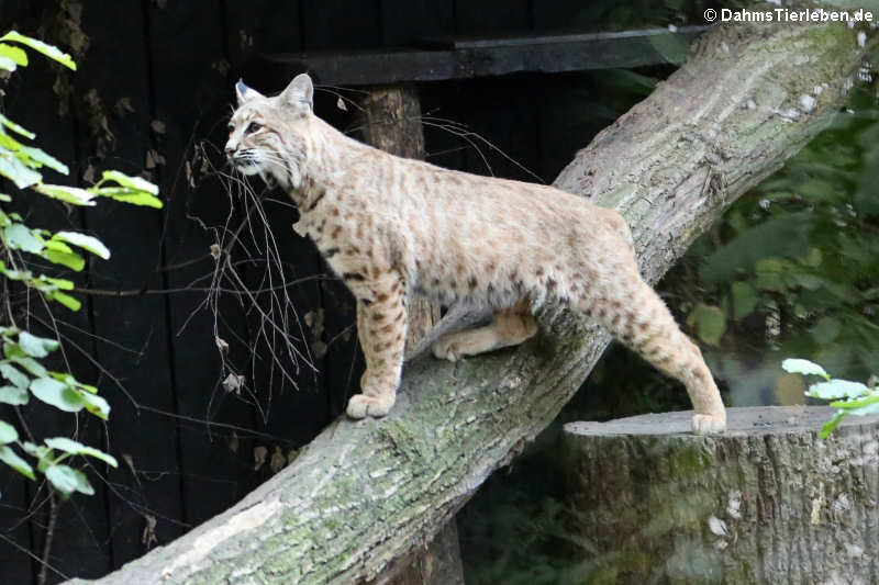 Rotluchs (Lynx rufus)