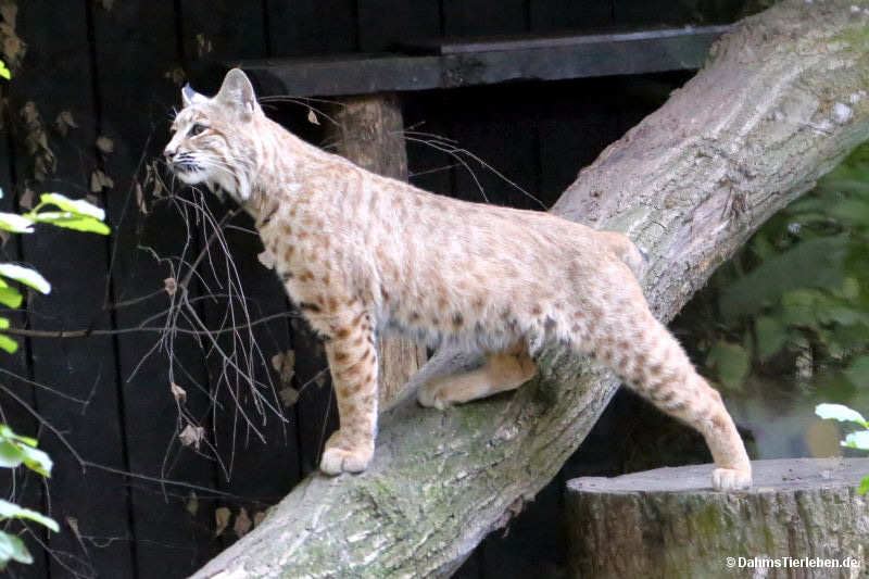 Rotluchs
(Lynx rufus) Lynx rufus