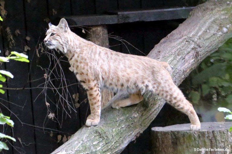 Lynx rufus
