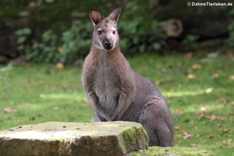 Bennett-Känguru (Notamacropus rufogriseus rufogriseus)