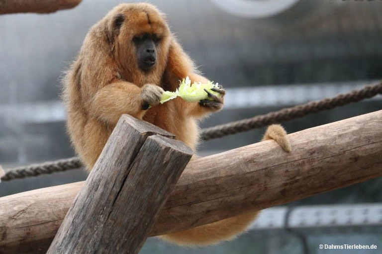 Alouatta caraya