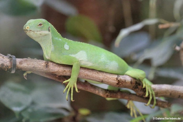 Brachylophus fasciatus