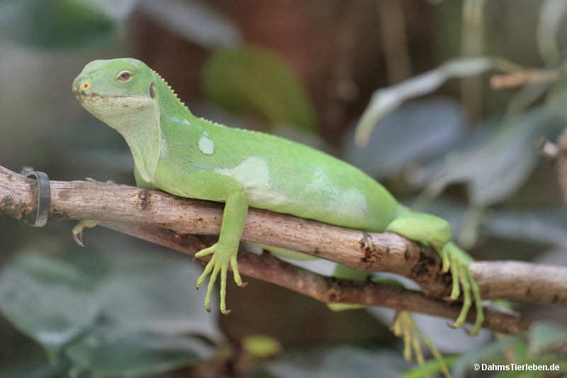 Brachylophus fasciatus