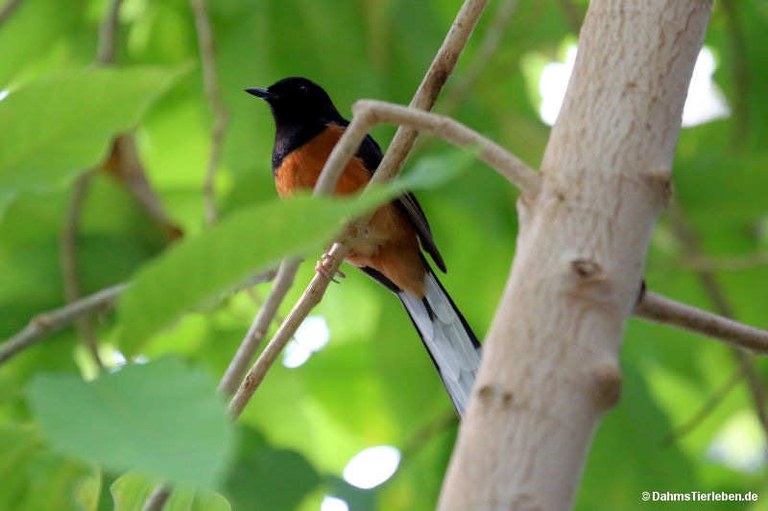 Copsychus malabaricus