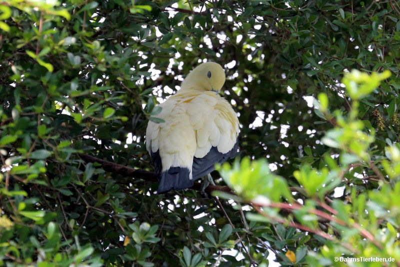 Ducula bicolor