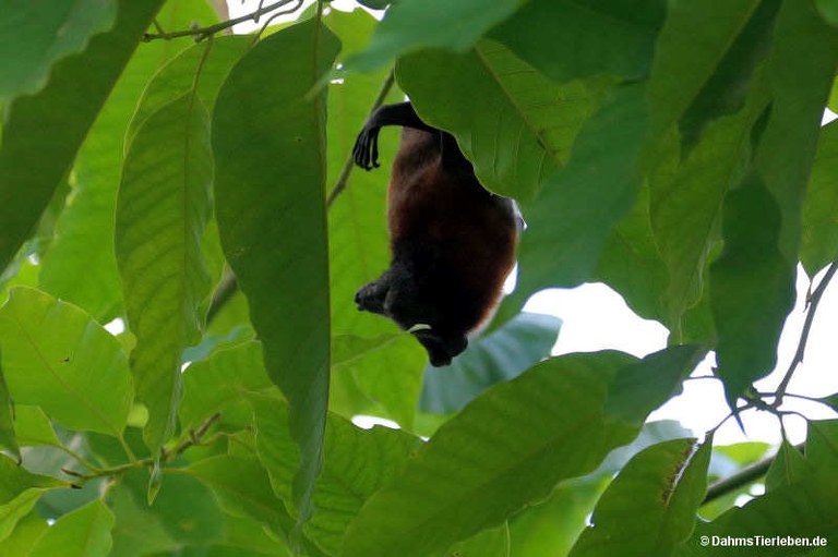 Pteropus hypomelanus condorensis
