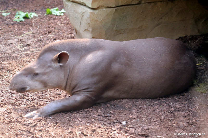 Flachlandtapir
(Tapirus terrestris) Tapirus terrestris