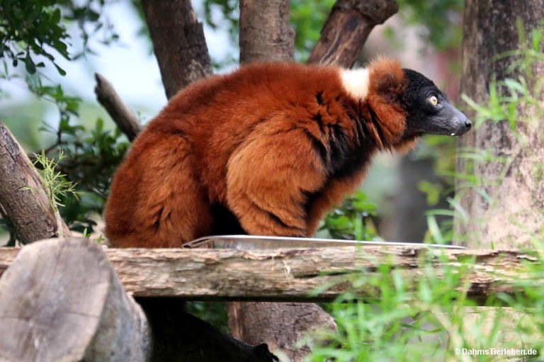 Varecia rubra