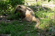 Südamerikanischer Nasenbär (Nasua nasua) im Allwetterzoo Münster