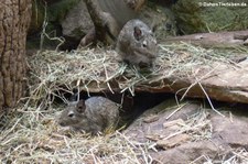 Degu (Octodon degus) im Allwetterzoo Münster