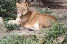 Löwe (Panthera leo) im Allwetterzoo Münster