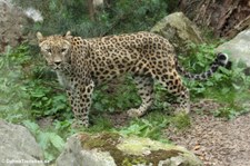 Persischer Leopard (Panthera pardus saxicolor) im Allwetterzoo Münster