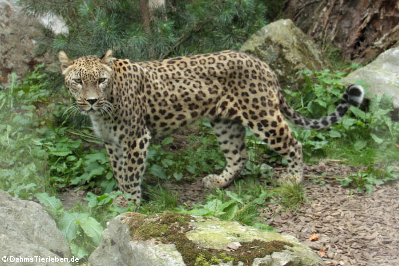 Persischer Leopard (Panthera pardus saxicolor)