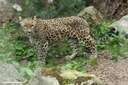 Panthera pardus saxicolor