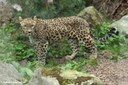 Panthera pardus tulliana