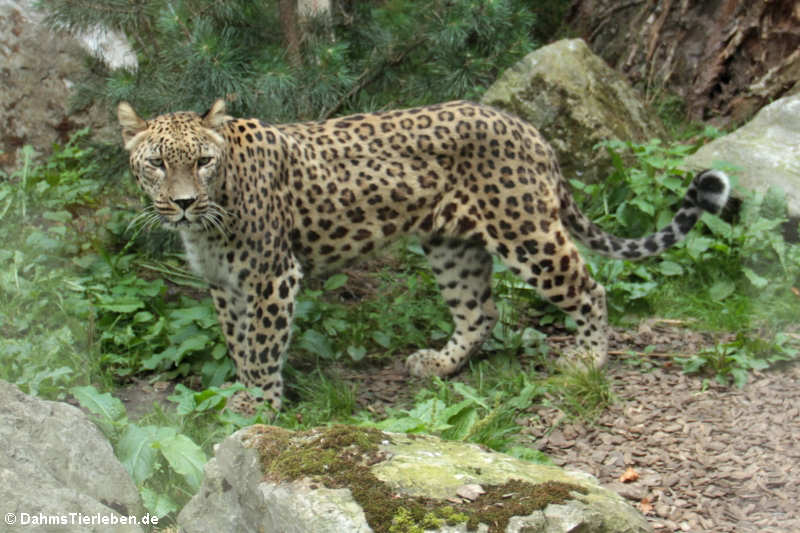 Panthera pardus saxicolor