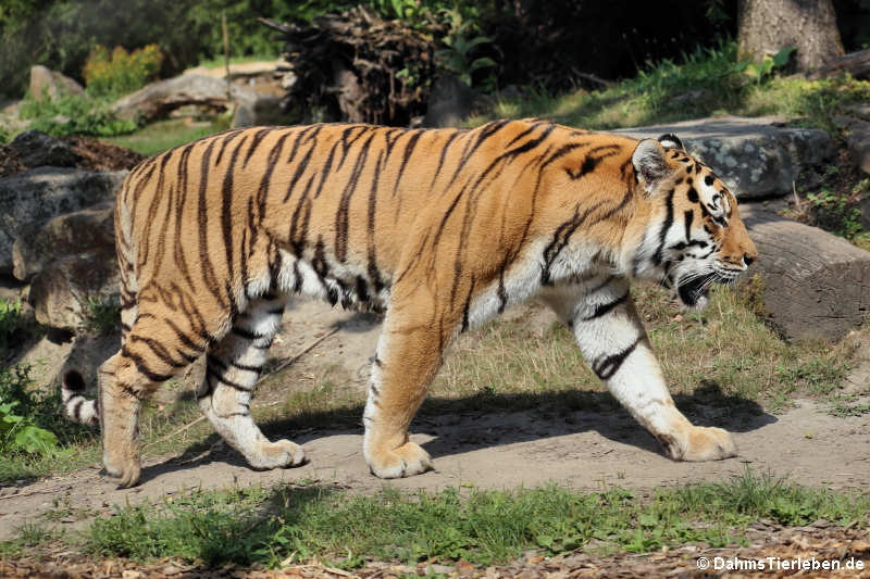 Amurtiger (Panthera tigris altaica)