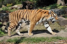 Amurtiger (Panthera tigris altaica) im Allwetterzoo Münster