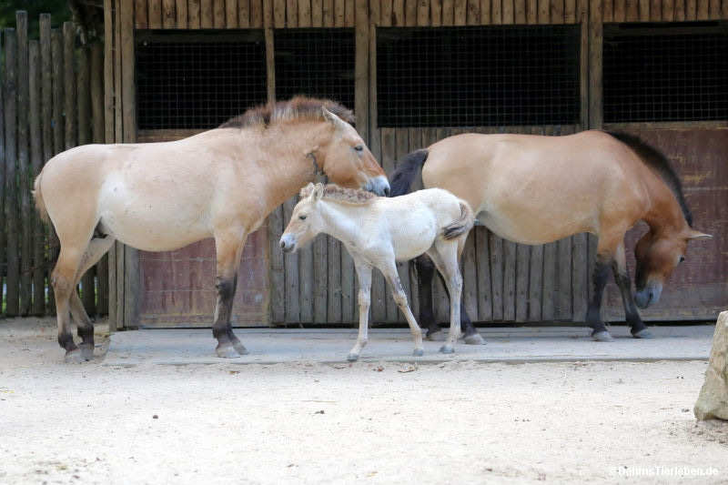 Equus ferus przewalski