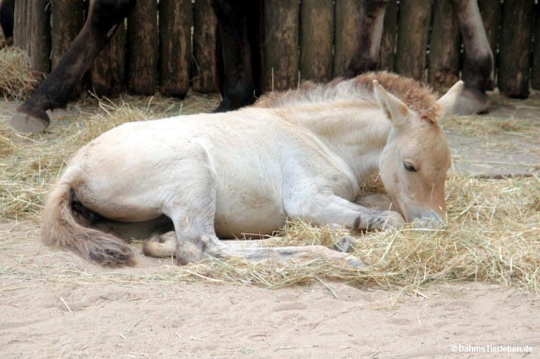 Equus ferus przewalski