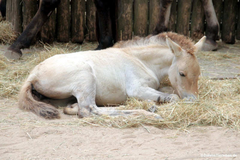 Equus ferus przewalski