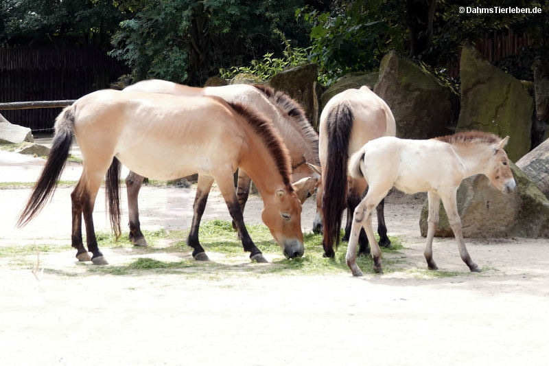 Equus ferus przewalski