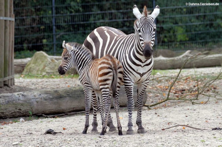 Equus quagga boehmi