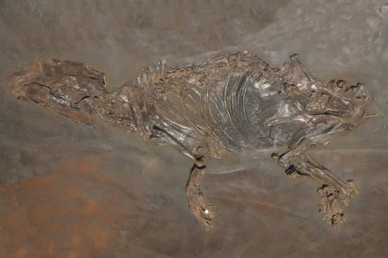 Eurohippus parvulus