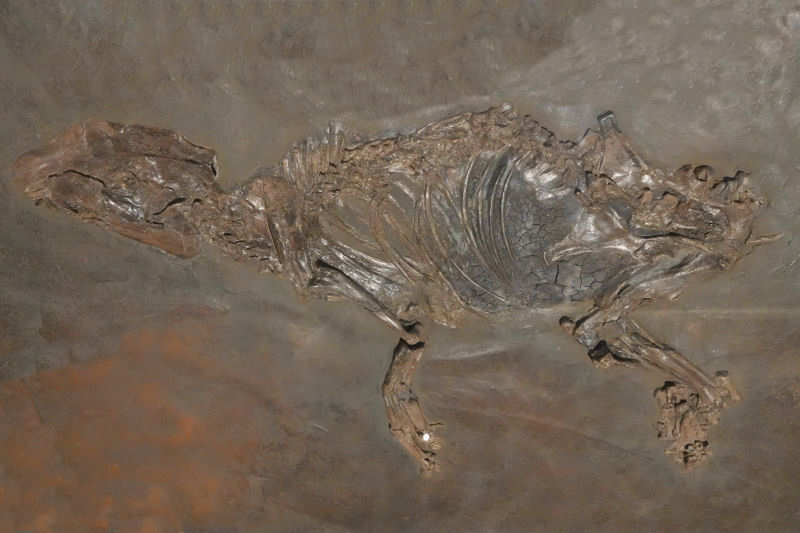 Eurohippus parvulus
