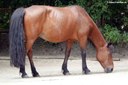 Mongolenpony