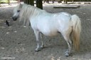 Shetlandpony