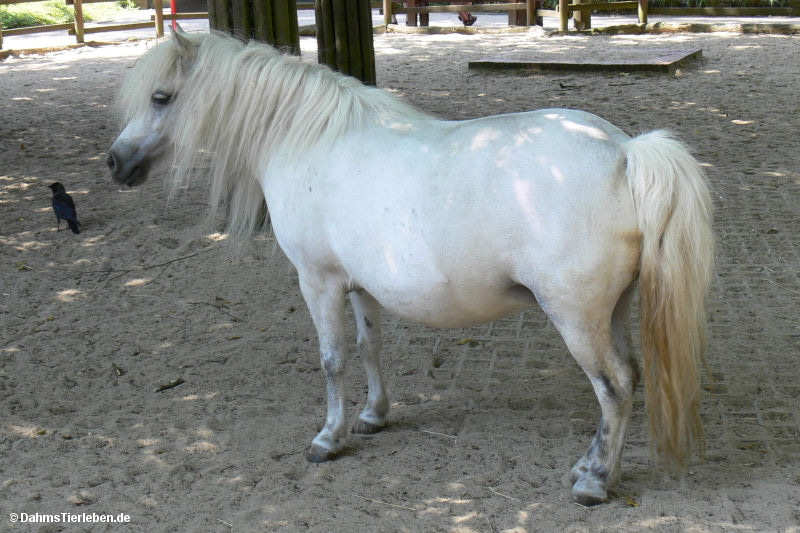 Shetlandpony