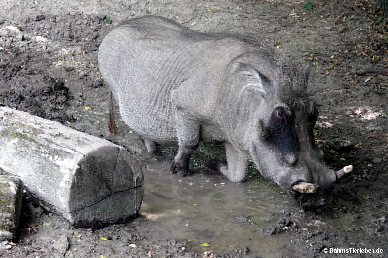 Warzenschwein
(Phacochoerus africanus) Phacochoerus africanus