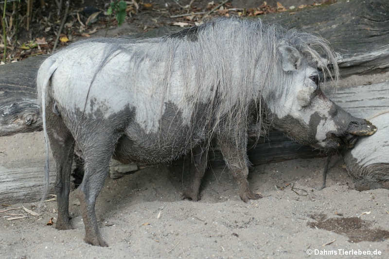 Warzenschwein (Phacochoerus africanus)