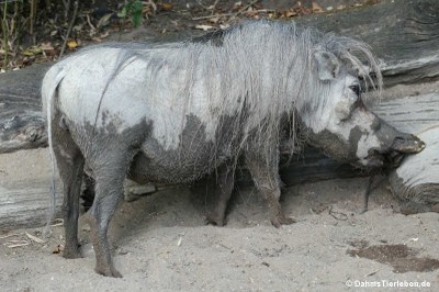 Warzenschwein (Phacochoerus africanus)