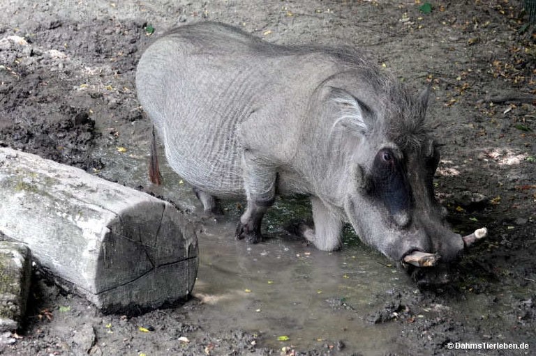 Phacochoerus africanus africanus