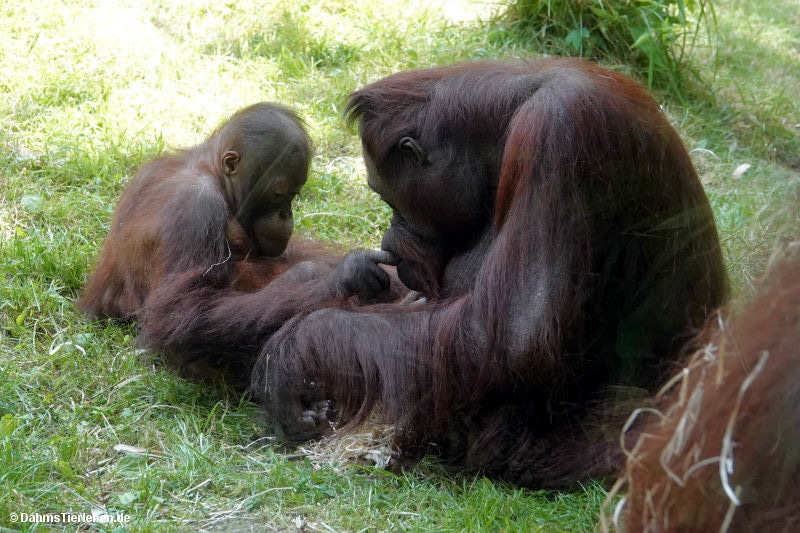Borneo-Orang-Utans Pongo pygmaeus-6